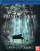 Piano Forest - 1